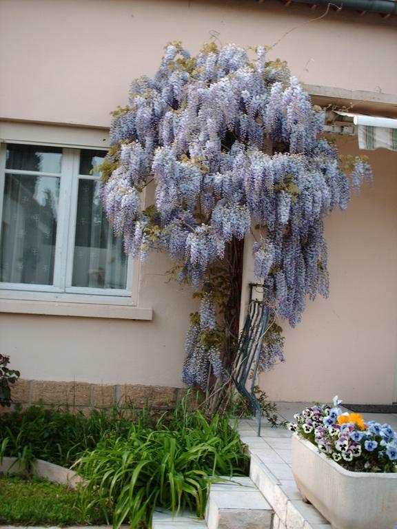 Les Tilleuls B&B 오랑주 외부 사진